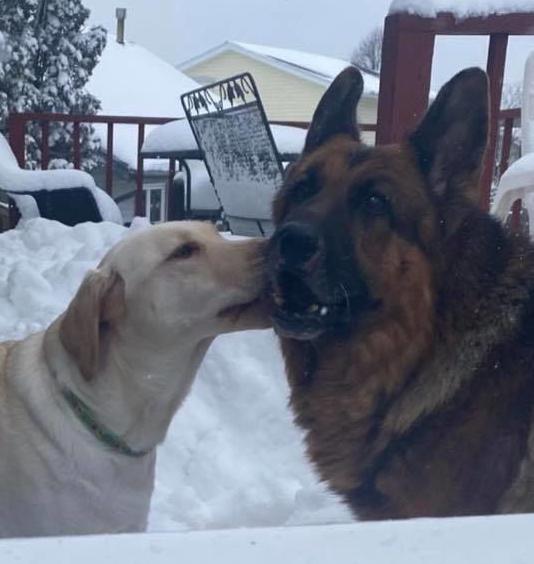 Getting some puppy love